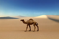 Camel Layout sample image for DSF-006N