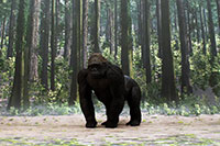 Gorilla Layout sample image for DSF-006N