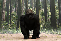 Gorilla Layout sample image for DSF-006N